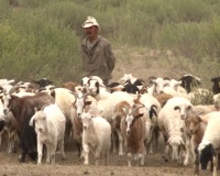 В Туве фермер Николай Норбу за счет господдержки сумел увеличить поголовье овец с 200 до 600 голов!