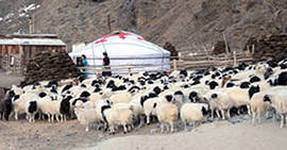 В Туве  зимовка скота  проходит в штатном режиме 
