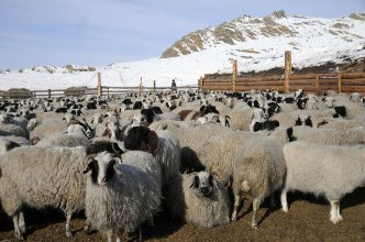 Глава Тувы распорядился  в 50-градусные морозы из Резервного фонда выделить дополнительные корма для прохождения зимовки скота