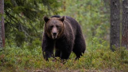 В Туве открывается сезон охоты на медведя