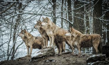 Правительство Тувы принимает меры по регулированию численности волков