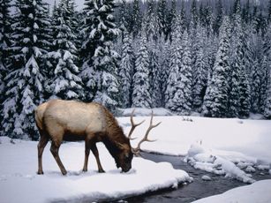 Глава Тувы запретил охоту на диких животных в районах с высоким снегом