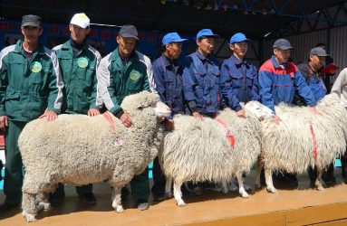 Тувинские животноводы представят своих овец и коз на Сибирско-Дальневосточной выставке