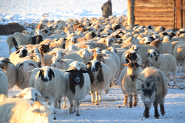 В Туве зимовка скота проходит в штатном режиме   