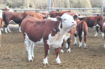 Поставить животных для губернаторского проекта «Корова-кормилица» согласились 225 хозяйств Тувы