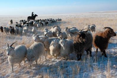 По оценке экспертов, животноводческие хозяйства Тувы завершают зимовку удовлетворительно 