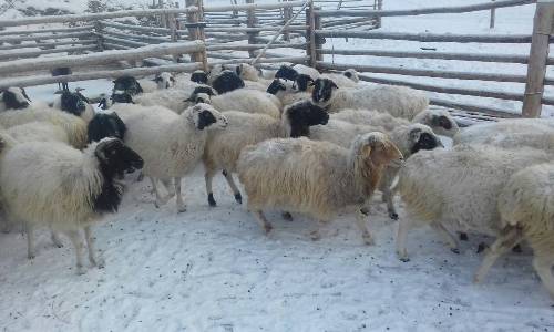 Министерство сельского хозяйства и продовольствия Тувы проинформировало о ходе зимовки скота в республике