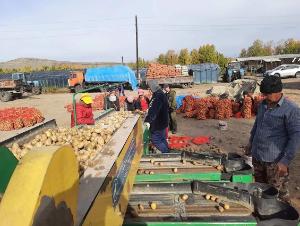 В Туве фермеры, выращивающие картофель и овощи, могут получить господдержку