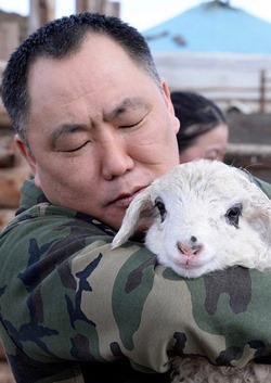 В Туве подготовили поголовье овец к передаче участникам 5-го этапа губернаторского проекта «Кыштаг для молодой семьи»