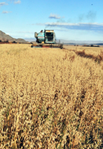 В Туве рост производства зерновых планируется за счет расширения посевных площадей 