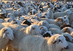 Минсельхозпрод Тувы держит на контроле зимовку скота 
