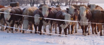 Минсельхозпрод Тувы о прохождении зимовки скота в республике