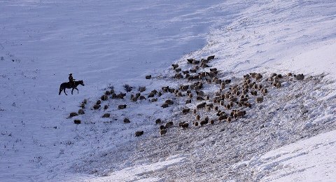 О ходе зимовки скота и подготовке к окотной кампании на территории Республики Тыва 