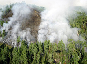 В Туве из-за сухой и жаркой погоды, а также грозовой активности количество лесных пожаров стремительно растет – Агентство ГО и ЧС 