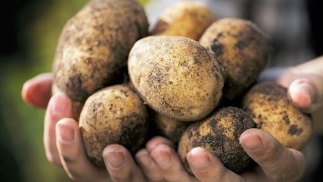 Семенами картофеля и овощей в Туве в этом году были обеспечены 3,5 тыс. семей