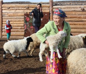 Тува – единственный в Сибири регион, не допустивший в 2015 году спада в животноводстве