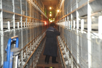 На птицефабрике «Енисейская» возобновляют производство куриных яиц