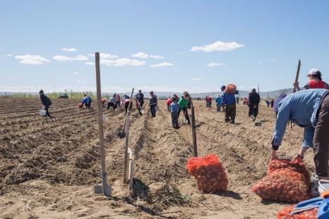 16 аграриев в Туве получат господдержку на выращивание картофеля и овощей