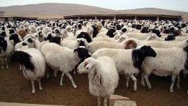 Фермер из Приморского края намерен разводить тувинских племенных овец   