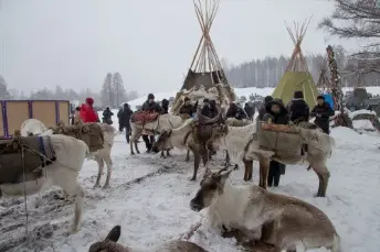 Оленеводы Тувы и Монголии встретятся завтра на традиционном Фестивале оленеводов в Тоджинском районе