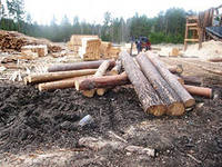 Закон против нелегального оборота древесины разработан в Туве