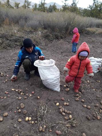 В Туве собрали более 300 тонн овощей в рамках губернаторского проекта «Социальный картофель»