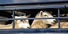 Из Тувы погорельцам Хакасии  будет отправлено  500 голов овец-ярок