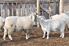 Хозяйства Тувы – в тройке победителей VII Сибирско-Дальневосточной выставки племенных овец и коз