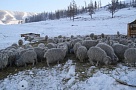 Глава Тувы поставил задачу тщательно контролировать ход зимовки скота 