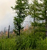 Оперативная информация  по лесным пожарам в Туве на 13 июля 