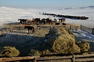 Глава Тувы поручил взять на особый контроль ход зимовки скота 
