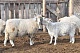 В Туве  получено уже более 270 тысяч голов молодняка  мелкого рогатого скота
