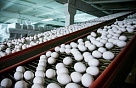 В Туве на  птицефабрике «Енисейская» в сутки получают 28 000 шт. яиц