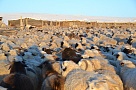 В Туве производство скота и птицы на убой выросло за квартал на 1,5 % - Минсельхоз РФ