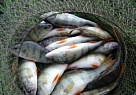 В Туве увеличены квоты на вылов  рыбы