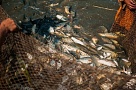 В Туве началось общественное обсуждение рыбных запасов