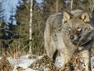 Госкомохоты Тувы объявил месячник по усилению борьбы с волками