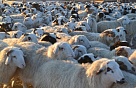 В Туве зимовка  скота   завершается   с запасом кормов  