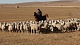 Животноводческие хозяйства хемчикской Тувы  сделали выбор в пользу овец высокой шерстной продуктивности