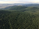 В 2017 году план восстановления леса в Туве увеличился на 1420 гектаров 