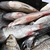 В Туве увеличились объемы производства рыбы