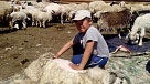 Восьмилетний мальчик из тувинского села  за свое  трудолюбие вознагражден премьером Шолбаном Кара-оолом