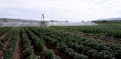 Минсельхоз Тувы приглашает овощеводов к разработке мероприятий по поддержке развития этой отрасли 