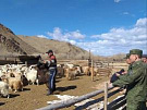 В Туве животноводческие хозяйства будут лишать права вести деятельность в погранзоне за нарушение пограничного режима