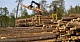 Правительством Тувы одобрен законопроект, направленный на борьбу с незаконным оборотом древесины