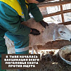 В Туве проходит вакцинация поголовья скота против ящура
