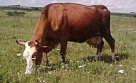 Власти Тувы передадут 369 малоимущим семьям по стельной корове