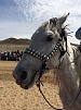 На родине Сергея Шойгу в Туве прошли  конные скачки, посвященные 70-летию Победы