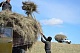 В Туве кампания по заготовке кормов набирает темпы 