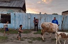 В Туве завершается процедура страхования и передачи коров участникам губернаторского проекта «Корова-кормилица»